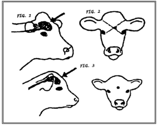 Cattle